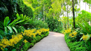 Tropical garden pathway yellow flowers - a pathway free wallpaper
