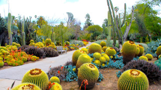 Cactus garden diverse plants flowers - a garden free wallpaper