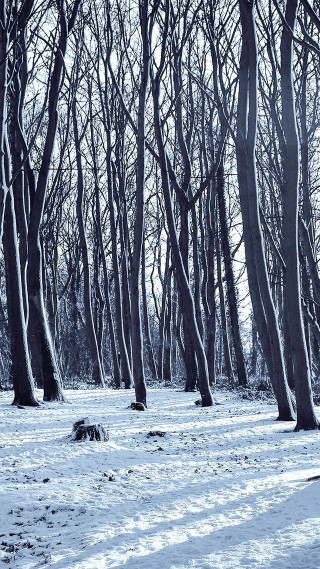 Snowy field trees dog laying - free forest wallpaper for mobile