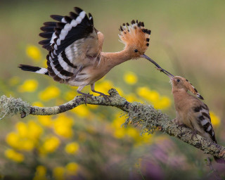 Birds branch yellow flowers biting - massurrealism free wallpaper for desktop