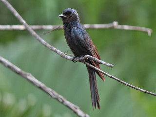 Bird branch tree green leaves 2 - a branch in a tree free wallpaper