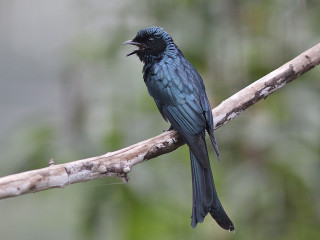 Small bird branch mouth open 2 - its mouth open free wallpaper