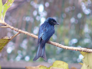 Blue bird sitting branch tree 6 - a blue bird free wallpaper