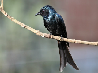 Black bird branch tree blurry - male free wallpaper