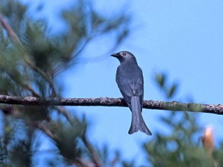 Bird branch tree blue sky - domirinic fegallia free wallpaper