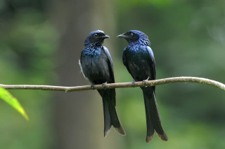 Two birds sitting branch forest - one bird free wallpaper