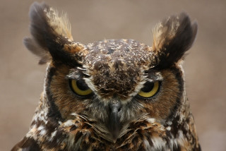 Owl closeup yellow eyes black 3 - angry free wallpaper for desktop