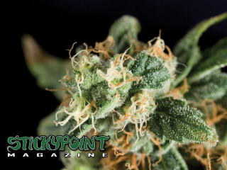 Close up plant stickpoint magazine - high definition free wallpaper