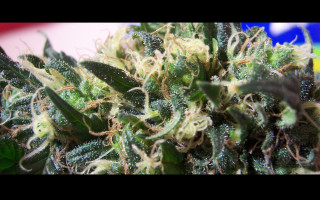 Green plant white yellow leaves - high definition free wallpaper