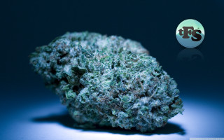 Flower closeup blue background white - high definition free wallpaper