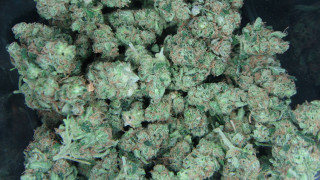 Green plants black container black - high definition free wallpaper