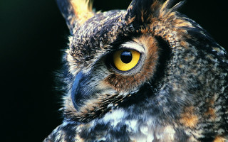Owl yellow eyes black background - yellow eye free wallpaper for desktop