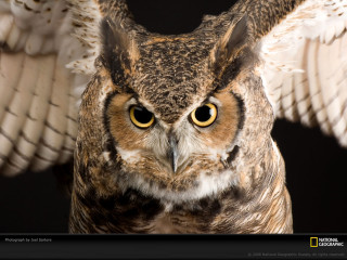 Large owl yellow eyes wings - a large owl free wallpaper