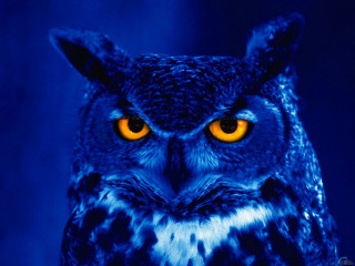 Owl yellow eyes blue background - yellow eye free wallpaper