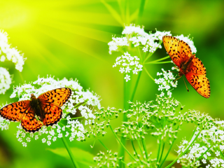 Butterflies sitting flower sun light - two butterfly free wallpaper