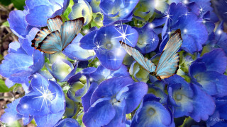 Blue flowers butterflies stars sky - butterfly free wallpaper