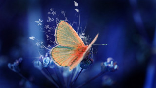 Butterfly flower blue background white - whimsical free wallpaper