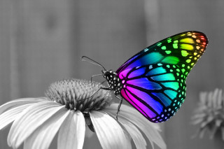 Colorful butterfly white flower blurry - a colorful butterfly free wallpaper