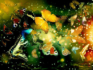 Butterflies flying water grass bright - a group of butterflies free wallpaper