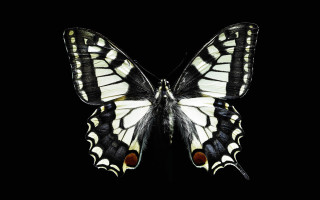 Butterfly black white red spot - on free wallpaper for desktop
