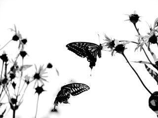 Butterflies flying over flower white - a white sky in the background free wallpaper