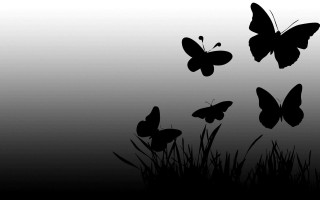 Butterflies flying grass field tall - the ground below free wallpaper