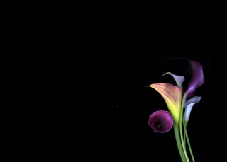 Vase flower tabletop black background - edward weston free wallpaper
