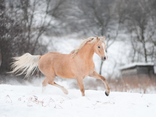 Horse running snow field trees - free animals wallpaper for desktop