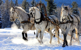 Horses sleigh snow forest trees - a sleigh free wallpaper