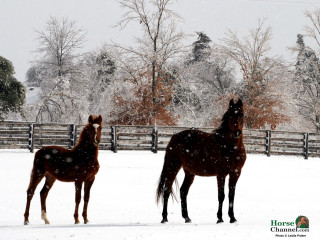 Horses snowy field trees fence - a snowy field free wallpaper