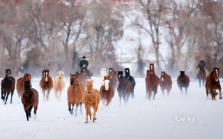 Horses running snow field man - field free wallpaper