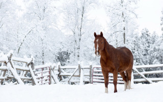Horse snow fence trees branches - ancell stronach free wallpaper
