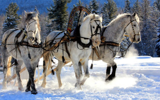 Horses sleigh snow forest trees 2 - a sleigh free wallpaper