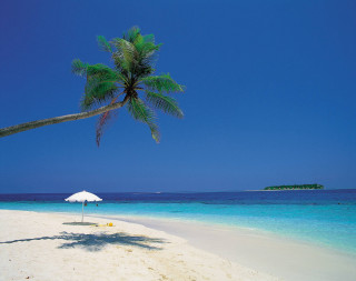 Palm tree beach blue sky 34 - a palm tree free wallpaper for desktop