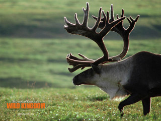 Deer antlers green field flowers - edwin landseer free wallpaper
