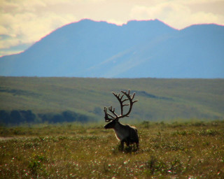 Deer standing field mountains background - the background and grass free wallpaper