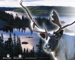 Deer antlers lake forest canoe - a deer free wallpaper