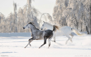 Horses running snow trees background - covered free wallpaper