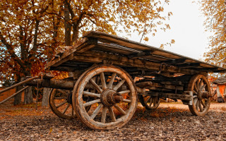 Wooden wagon autumn leaves forest - the ground and trees free wallpaper