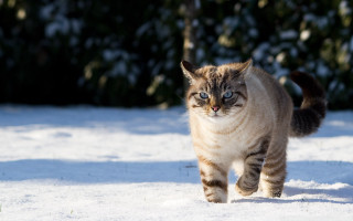 Cat walking snow blurry background - a blurry background of trees and bushes free wallpaper