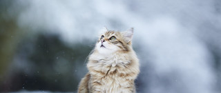 Cat looking up waterfall snow - bourgeoi free wallpaper for desktop