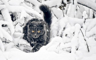 Black cat snow forest trees - a yellow eye free wallpaper