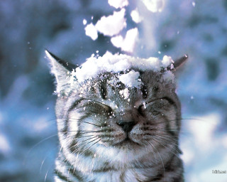 Cat snow eyes camera snowball - surrealism free wallpaper for desktop