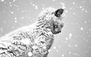 Cat snow looking up sky 2 - fiona stephenson free wallpaper