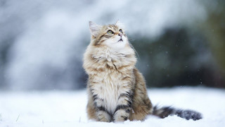 Cat snow night aurora moon - bourgeoi free wallpaper for desktop