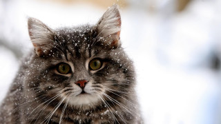 Cat sitting snow outside winter - the snow outside free wallpaper