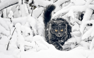 Black cat snow forest yellow - a black tail free wallpaper