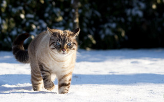 Cat walking snow blurry background 2 - majestic free wallpaper