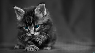 Kitten blue eyes camera table - a small kitten free wallpaper