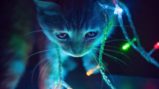 Cat string lights dark glowing - a string of lights free wallpaper